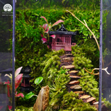 Terrarium Vân Tự | Bể Đa Giác Trang Trí Bàn Làm Việc