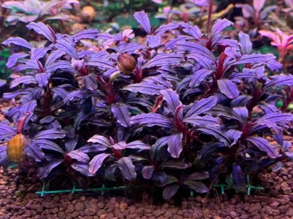 Ý nghĩa và vị trí trong Paludarium