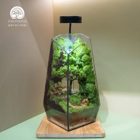 Terrarium Dear Deer - Bể Đa Giác Vác - Decor Kệ Tủ