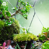 Terrarium The Emerald Relic - Bể Trứng Đa Giác - Quà Tặng Cao Cấp