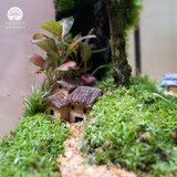 Terrarium Dear Deer - Bể Đa Giác Vác - Decor Kệ Tủ