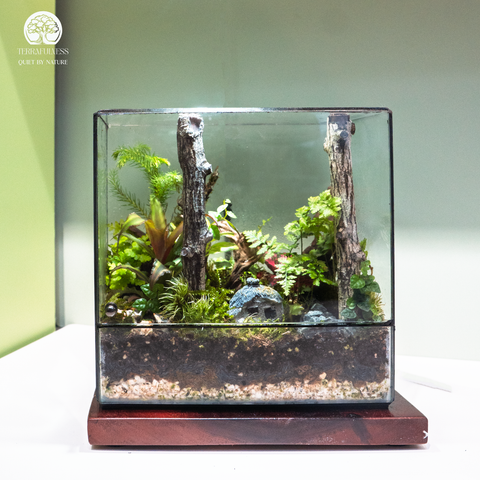 Terrarium Forest Cathedral - Bình Hộp Chữ Nhật - Trang Trí Bàn Làm Việc