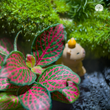 Terrarium Lazy Meadow - Bể Đa Giác Terrarium Capybara