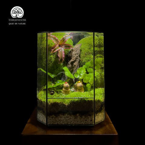 Terrarium The Calm Duo - Bể Đa Giác Cặp Đôi - Quà Tặng An Nhiên