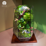 Terrarium Vạn Phúc - Bể Đa Giác Ngang - Quà Tặng Độc Đáo