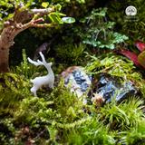 Terrarium Vạn Phúc - Bể Đa Giác Ngang - Quà Tặng Độc Đáo