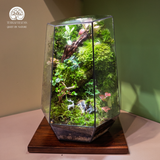 Terrarium Vạn Phúc - Bể Đa Giác Ngang - Quà Tặng Độc Đáo