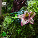 Terrarium Vạn Phúc - Bể Đa Giác Ngang - Quà Tặng Độc Đáo