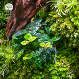 Terrarium Vạn Phúc - Bể Đa Giác Ngang - Quà Tặng Độc Đáo