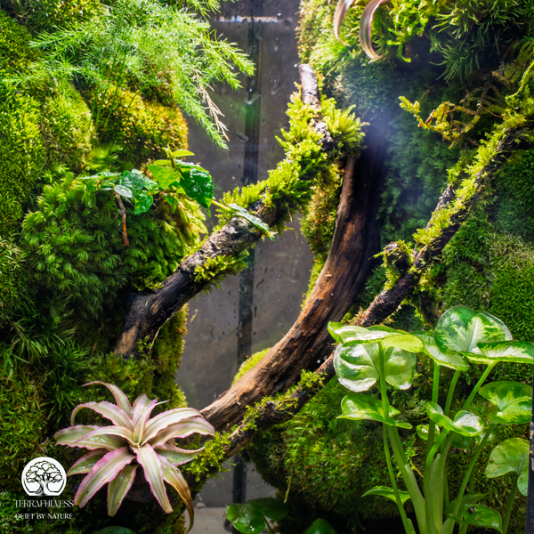 Trải nghiệm của người nhận khi mở hộp quà Terrarium
