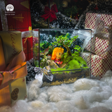 Terrarium Little Princess - Bể Hở Tròn - Decor Bàn Làm Việc Dễ Thương