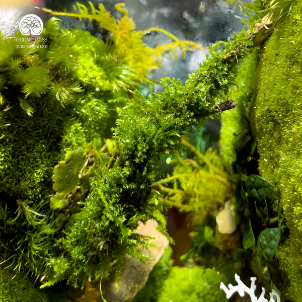 Terrarium