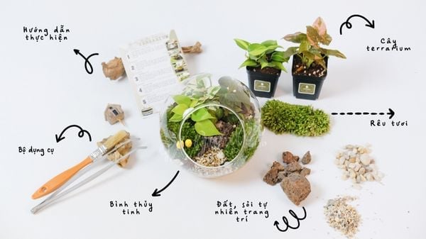 Sắm sửa” đầy đủ hành trang: Danh sách nguyên liệu làm terrarium chi tiết