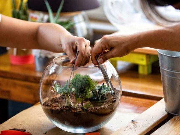 Tự Tay Tạo Ra Một Thế Giới Thu Nhỏ – Workshop Terrarium Trải Nghiệm Thư Giãn Cuối Tuần "Đáng…