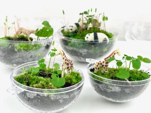 Bước 3 - Trồng cây vào terrarium