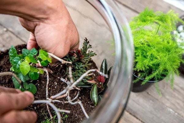 Không Chỉ Là Hoạt Động, Mà Là Hành Trình Kết Nối – Workshop Terrarium Trải Nghiệm Thư Giãn Cuối…