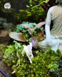 Terrarium Tĩnh Tâm Sơn Cảnh - Tượng Phật An Yên