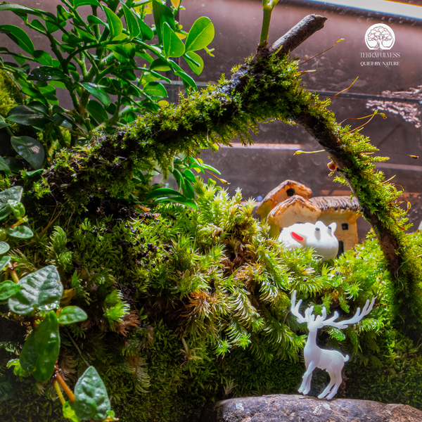 Terrarium