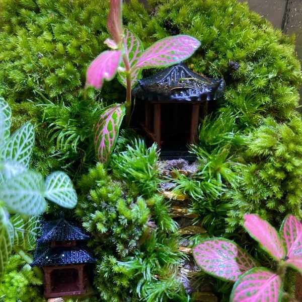 Terrarium – Hệ sinh thái thu nhỏ hiện đại