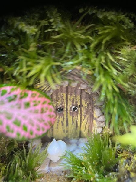 Lời Yêu Được Gửi Gắm Qua Chiếc Bể Xanh - Khi Terrarium Thay Lời Muốn Nói