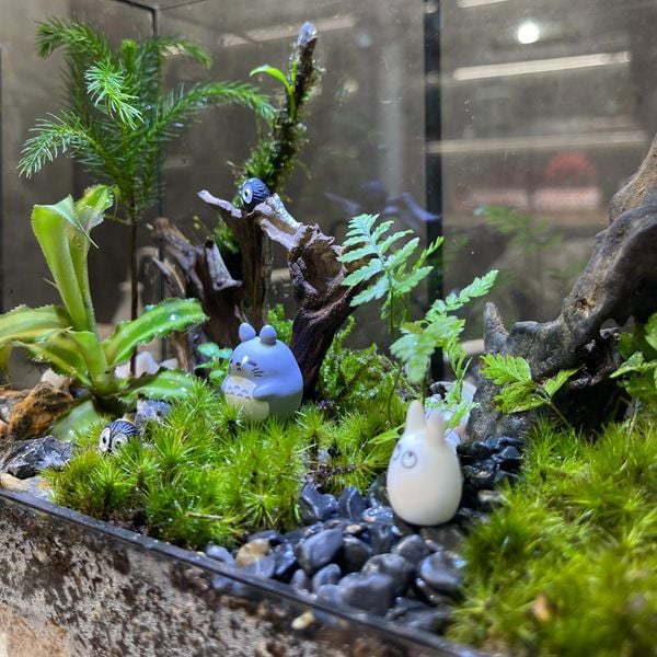 Món quà tặng sống mãi với thời gian – Lời Yêu Được Gửi Gắm Qua Chiếc Bể Xanh - Khi Terrarium…