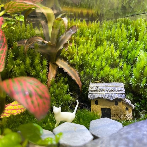 Liệu Pháp Thư Giãn Và Khơi Gợi Cảm Hứng Sáng Tạo – Tại Sao Terrarium Lại Là Món Quà Được Yêu…