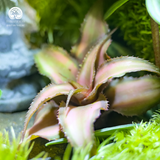 Terrarium Thiền Viên Mộc An - Bể Đa Giác - Tượng Quan Âm Giữa Rừng Rêu Xanh