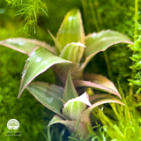 Terrarium Thiền Viên Mộc An - Bể Đa Giác - Tượng Quan Âm Giữa Rừng Rêu Xanh