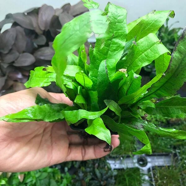 Dương Xỉ Mini Là Gì – Dương Xỉ Mini