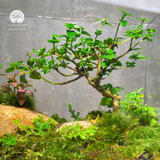 Terrafulness
