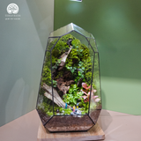 Terrarium Adventure - Bể Đa Giác - Decor Phòng Khách