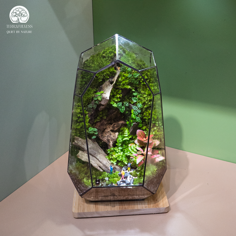 Terrarium Adventure - Bể Đa Giác - Decor Phòng Khách