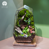 Terrarium Adventure - Bể Đa Giác - Decor Phòng Khách