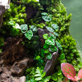 Terrarium Adventure - Bể Đa Giác - Decor Phòng Khách