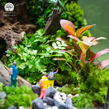 Terrarium Adventure - Bể Đa Giác - Decor Phòng Khách