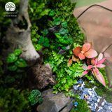 Terrarium Adventure - Bể Đa Giác - Decor Phòng Khách