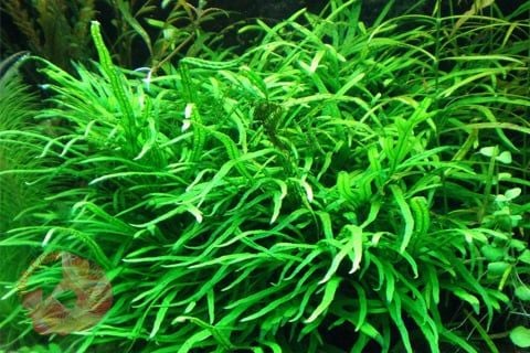 Dương Xỉ Mini Là Gì – Dương Xỉ Mini