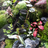 Terrarium