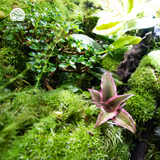 Terrarium