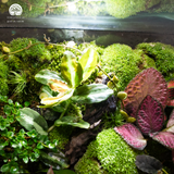 Terrarium