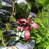 Terrarium