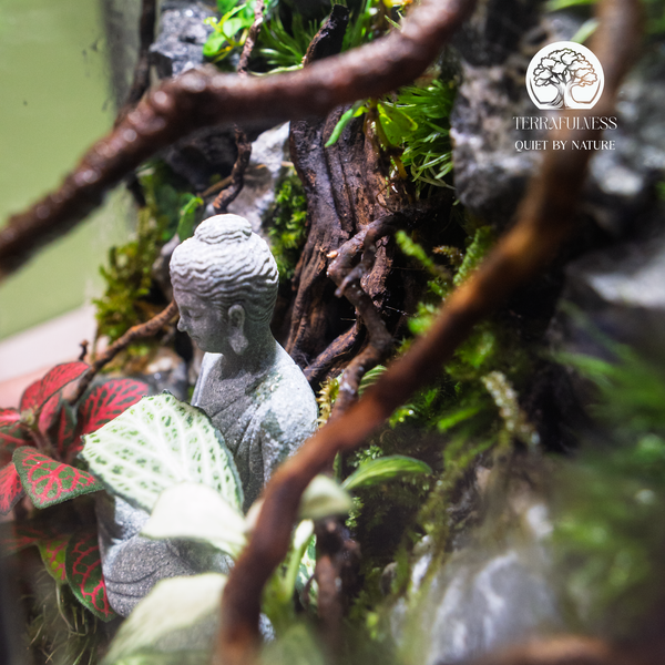Terrarium phật toạ vách núi
