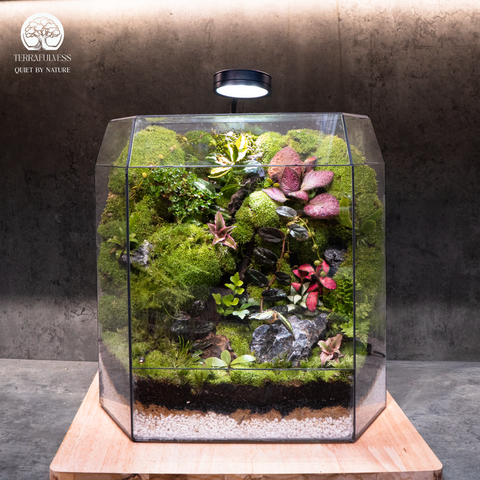 Terrarium Hồng Vũ Lâm – Vườn Rêu Nhiệt Đới