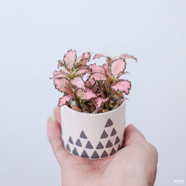 Fittonia hồng – Cây Fittonia