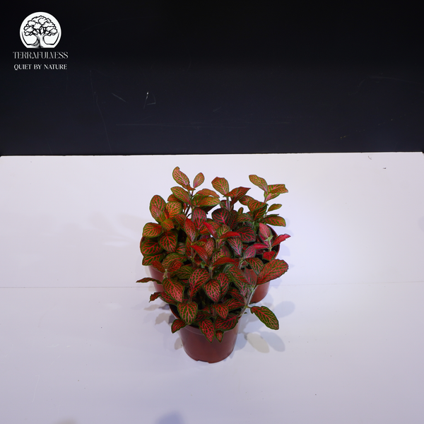 Cây Fittonia