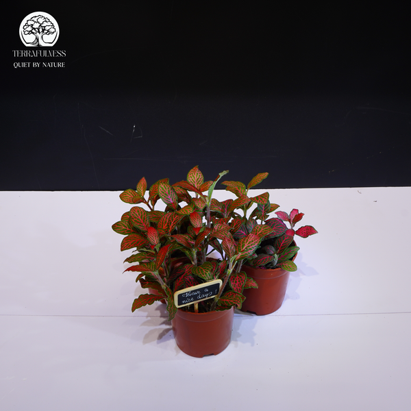 Mệnh Hỏa – Rực rỡ và bùng nổ – Cây Cảnh Phong Thủy Cho Terrarium Theo Các Mệnh Hút Tài Lộc, Cân…