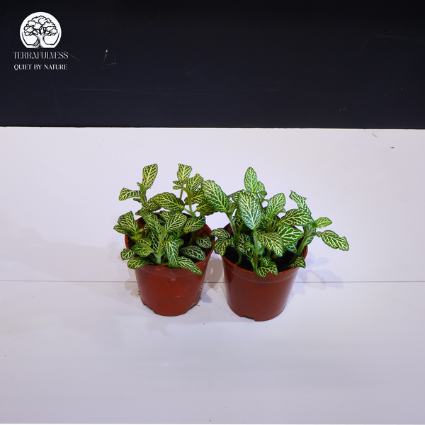 Mệnh Mộc – Sinh trưởng và khởi đầu – Cây Cảnh Phong Thủy Cho Terrarium Theo Các Mệnh Hút Tài…