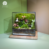 Terrarium Mossy Meow – Bình Hộp Chữ Nhật – Decor Bàn Làm Việc