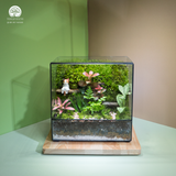 Terrarium Mossy Meow – Bình Hộp Chữ Nhật – Decor Bàn Làm Việc