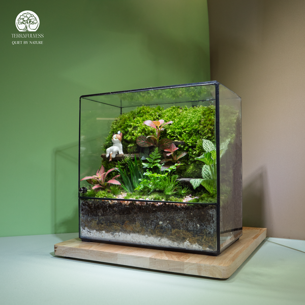 Terrarium Mèo